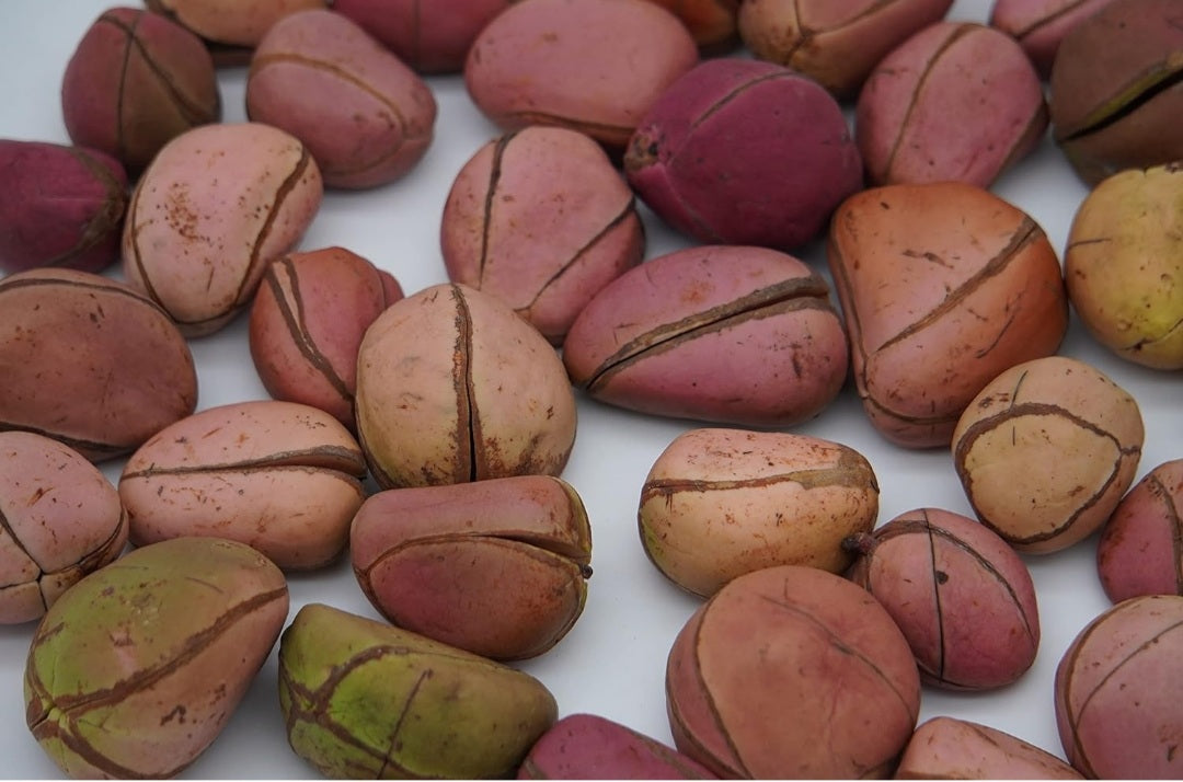 12 lbs Obi Abata (Obi Kola) Kola nut